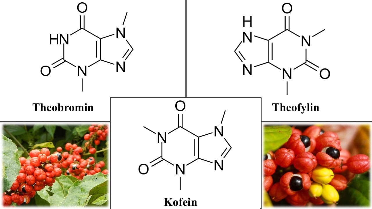 guarana kollázs tudományos cikk kratom világvásár
